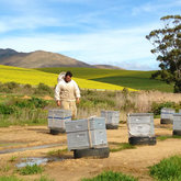 Preparing for pollination